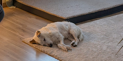 Wird garantiert nie von KI ersetzt: Ein süßer fluffiger Wuff namens Bella