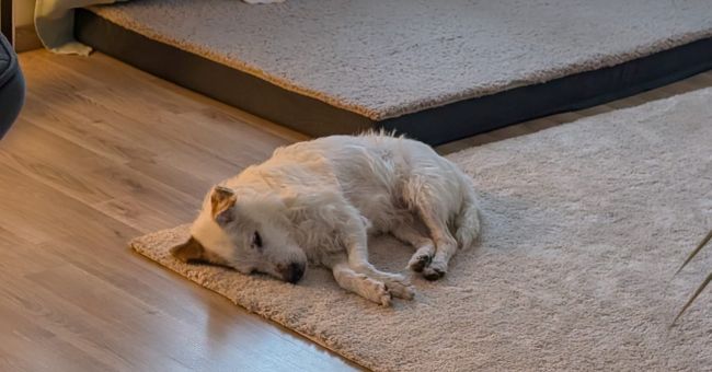 Wird garantiert nie von KI ersetzt: Ein süßer fluffiger Wuff namens Bella