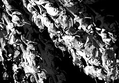 Madmans Esprit -백골의 정원 (Garden Of Skeletons / Single)