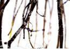 Nahemah - The Second Philosophy Review